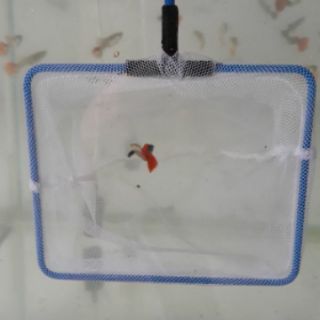 Vợt Amazon size 12.5 cm