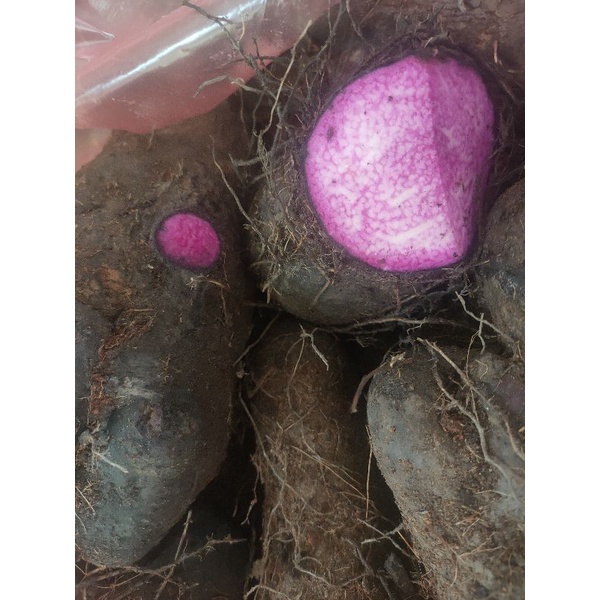 Khoai mỡ, khoai ngọt tím 1kg ngon, dẻo