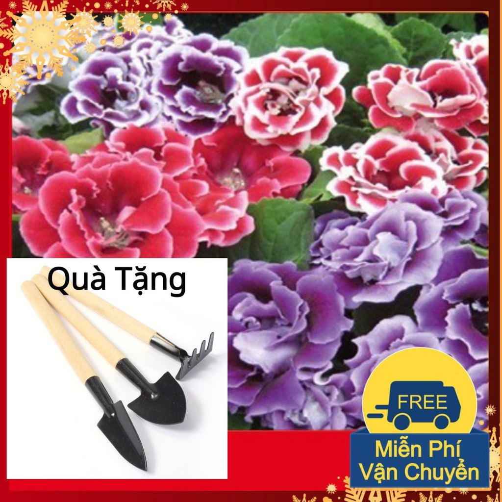 Hạt Giống Hoa Tử La Lan Tặng Bộ Dụng Cụ Mini Trồng Cây Tặng Bộ Dụng Cụ Mini Trồng Cây