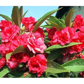 Hạt Giống Hoa Móng Tay Kép (150 Hạt) - MUA 3 TẶNG 1 CÙNG LOẠI