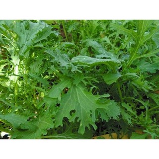 Hạt cải bẹ xanh ngọt đuôi phụng - gói 20 gram