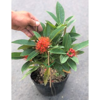 Cây Mai Thái hoa màu cam