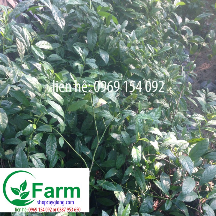 Combo 02 cây sạ đen nhỏ