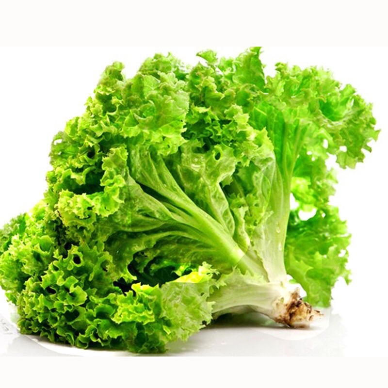 Hạt Giống Xà Lách Xoăn Xanh | SL: 5GRAM