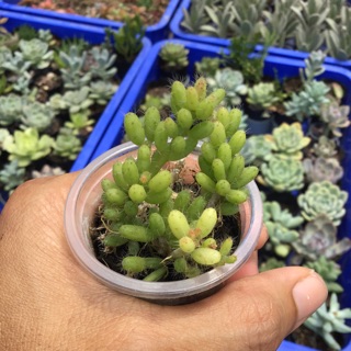 Xương rồng hạt gạo