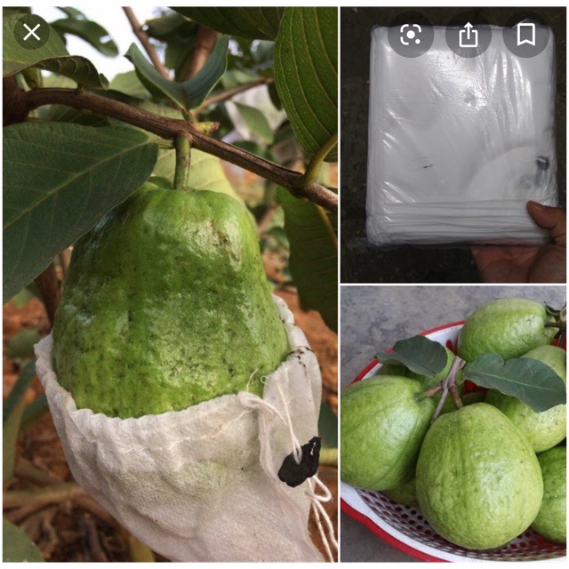 🔥Bọc ổi -chỉ 1k/túi🔥