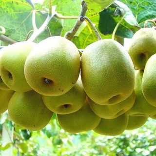Hạt giống cây ăn trái kiwi 30 hạt (TẶNG gói kích thích hỗ trợ hạt nảy mầm)