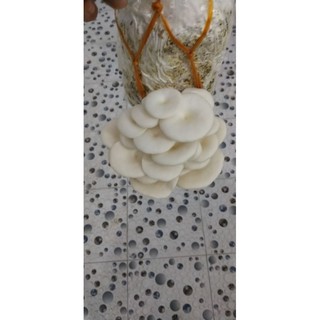 Phôi nấm sò