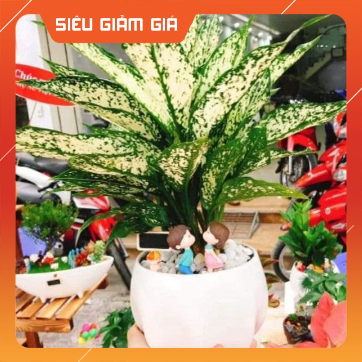 Cây Ngọc Ngân