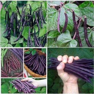 Hạt giống đậu cove tím F1 - 1 gói 3gram
