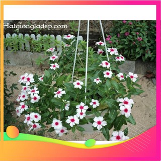 [TOP] Hạt Giống Hoa Dừa Cạn Rủ Mix - 30 Hạt [ Tặng Kèm 1 Viên Nén Xơ Dừa ] VIETGAR