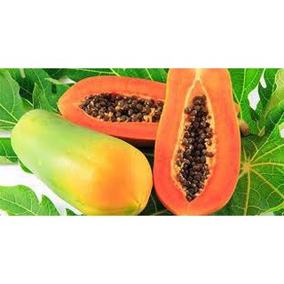 Hạt giống đu đủ cao sản thu hoạch nhanh