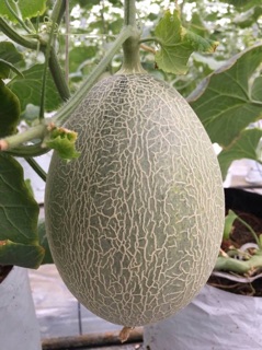 Hạt giống Dưa lưới Oval ruột đỏ