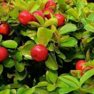 Mứt Sơ ri Gò Công (Thiên Nghi) 500g