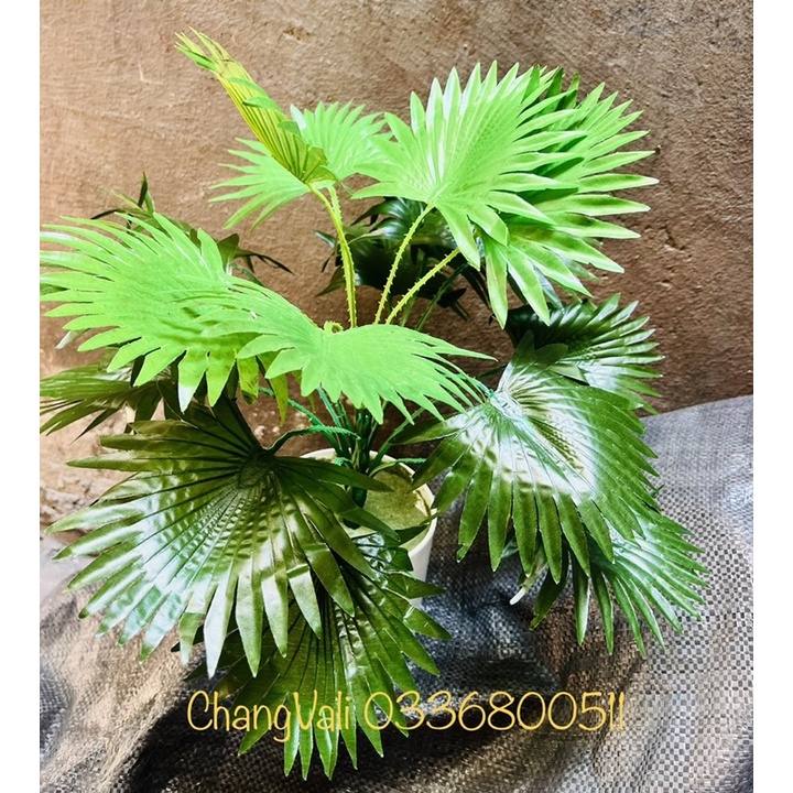Cây cọ tranh trí cao 40cm-cây giả