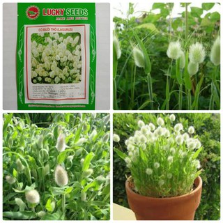 Cung Cấp Hạt Giống Cỏ Đuôi Thỏ  -50 hạt LUCKY SEEDS hạt đẹp