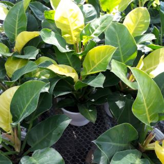🍒☘️ Cây trầu bà đế vương🍒☘️