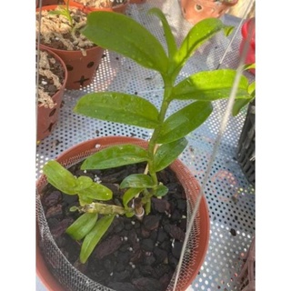 kie Hoa phong lan phi điệp 5ct phú thọ ( hàng cắt kie )