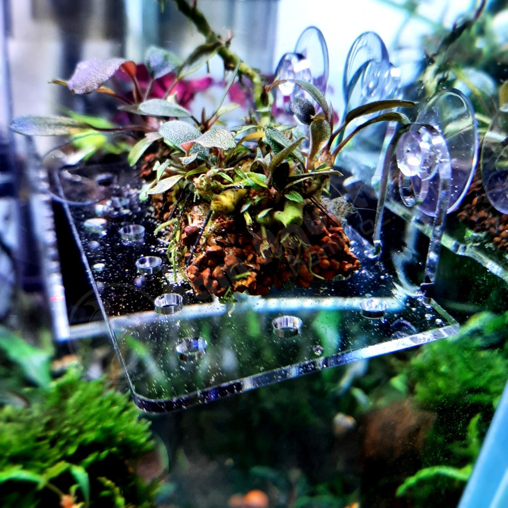 Tấm Nâng Acrylic | Đỡ Giá Thể Ươm Ráy, Bucep - Đỡ Vĩ Ươm Rêu Hít Thành Kính