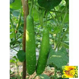Hạt giống bầu sao quê quả dài - 10 hạt
