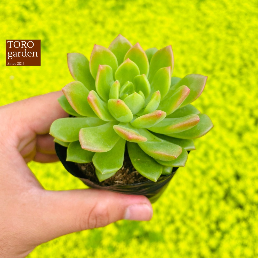 Sen đá mặt trời giống mới Đà Lạt size bé cây cảnh trang trí nhà cửa Toro garden