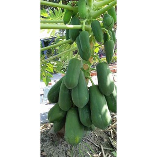 Hạt giống đu đủ ruột đỏ - gói 10 hạt