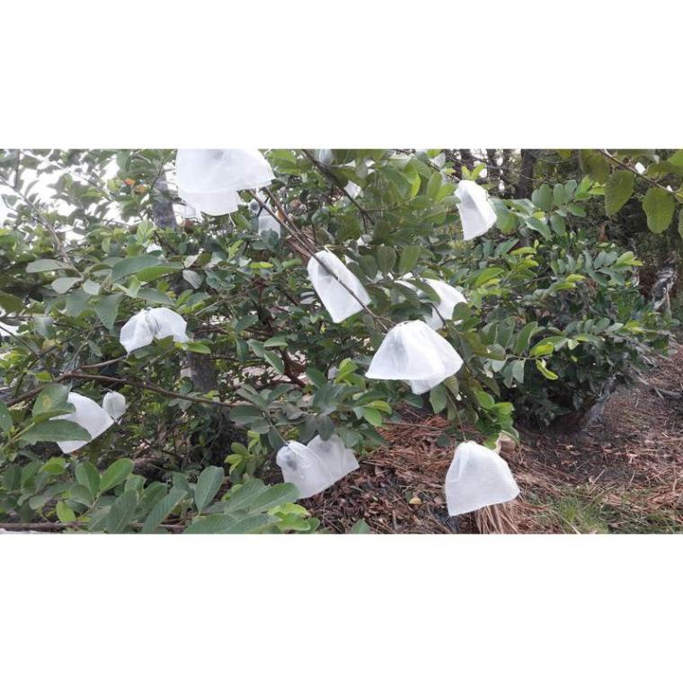 SET 10 Túi bọc trái cây Size 18x18cm 30x30cm 30x35cm 45x60cm bằng vải không dệt - Chuyên dùng túi bao đủ loại trái cây