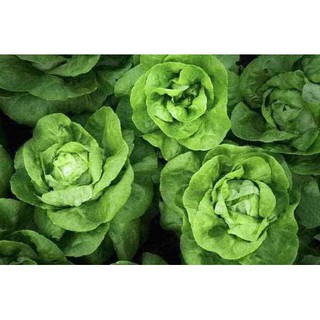 Hạt Giống Xà Lách Búp