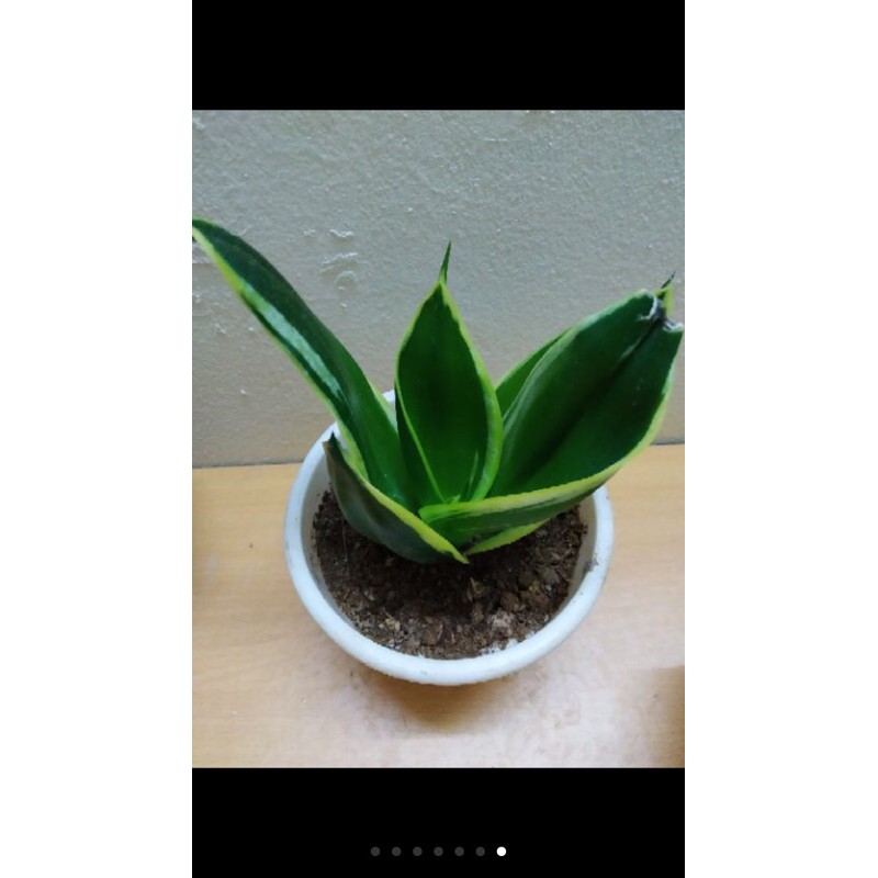 Cây lưỡi hổ thái lùn( giá rẻ)