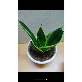 Cây lưỡi hổ thái lùn( giá rẻ)
