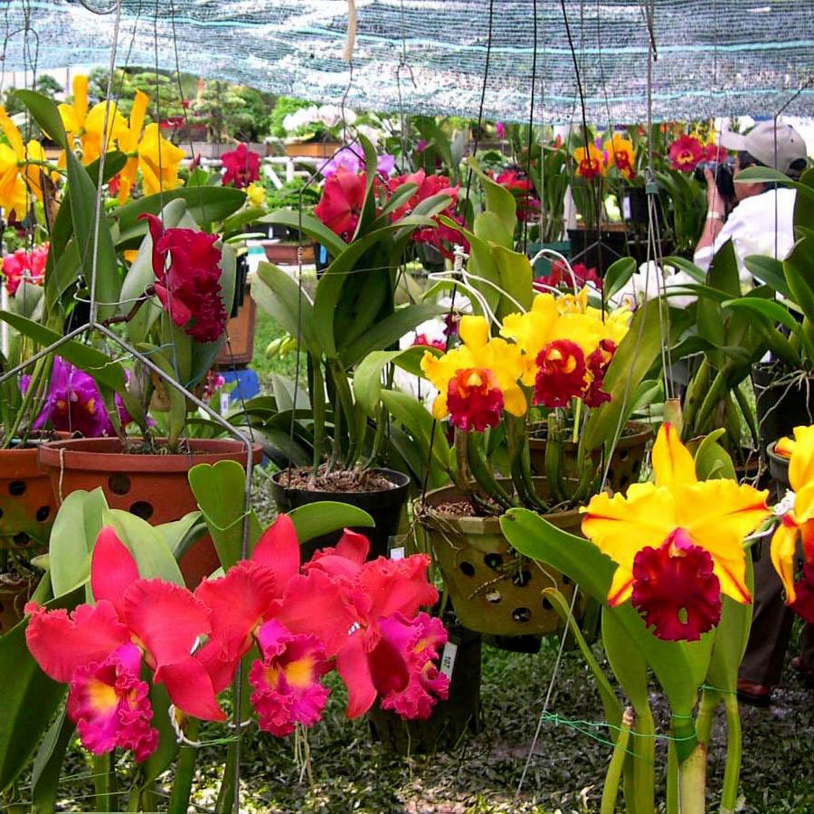 16 màu lan cattleya cây giống - lan cát giống