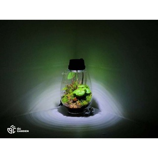Bộ bình thủy tinh mosslight terrarium size 14x22cm