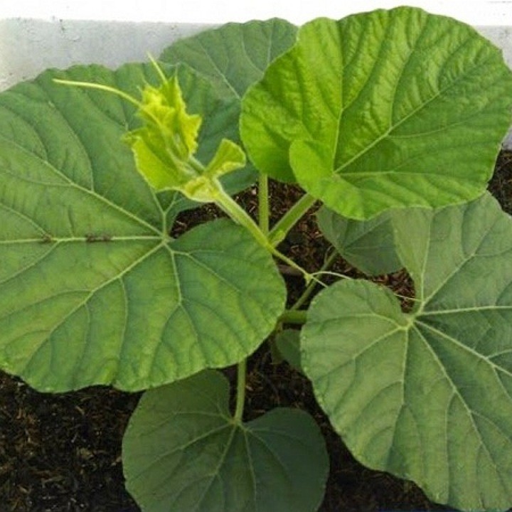 HẠT GIỐNG BẦU NGỌN SIÊU ĐỌT N0.1 - GÓI 5 GRAM