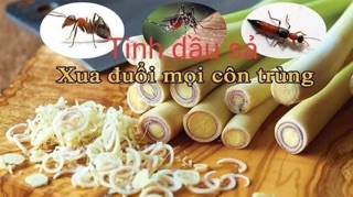 tinh dầu xả chanh