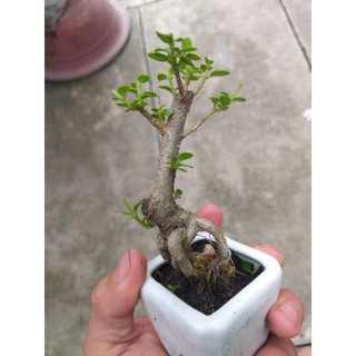 Sam hương mini Bonsai