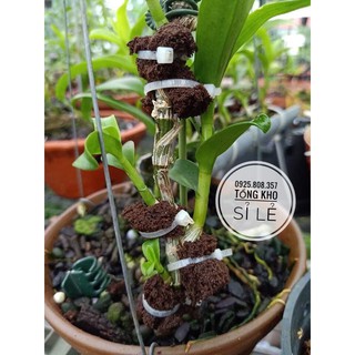 Giá Sỉ Mút Hữu Cơ Ươm Kie 4,2 cm - Tạo Độ Ẩm - Kích Rễ Lan