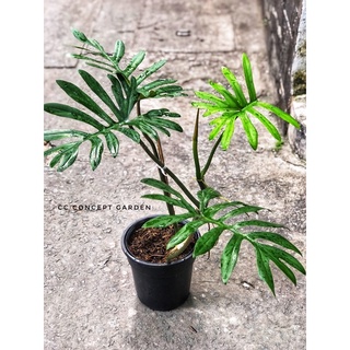 Trầu bà | Philodendron Mayoi