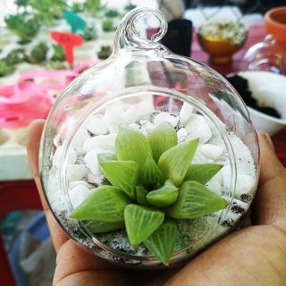 Chậu thủy tinh có móc treo