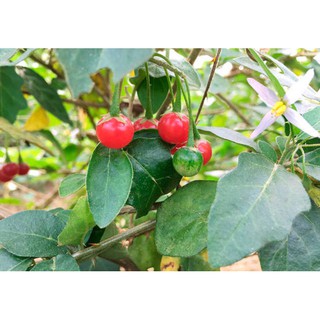 Hạt Giống Cà Gai Leo Nảy Mầm Cao - 50 Hạt/Gói