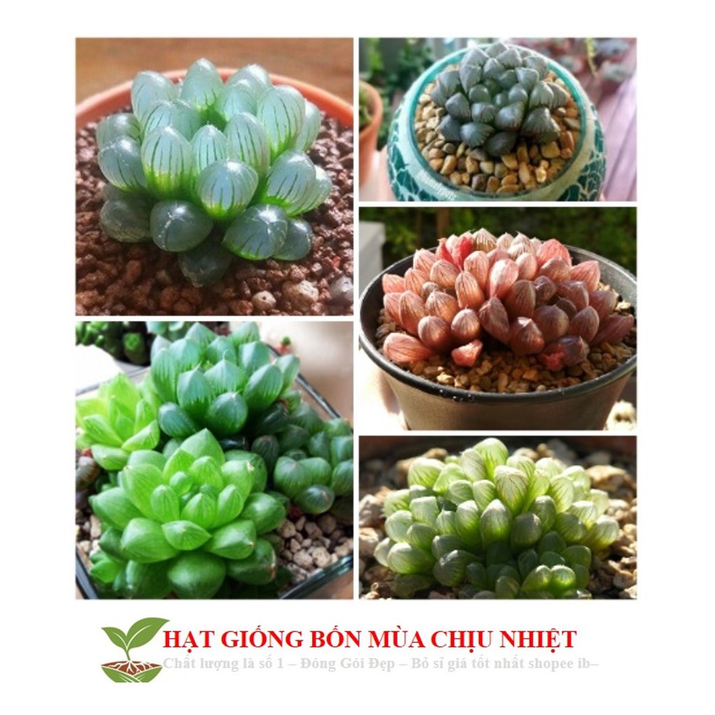 68A Hạt giống Sen đá Kim Cương