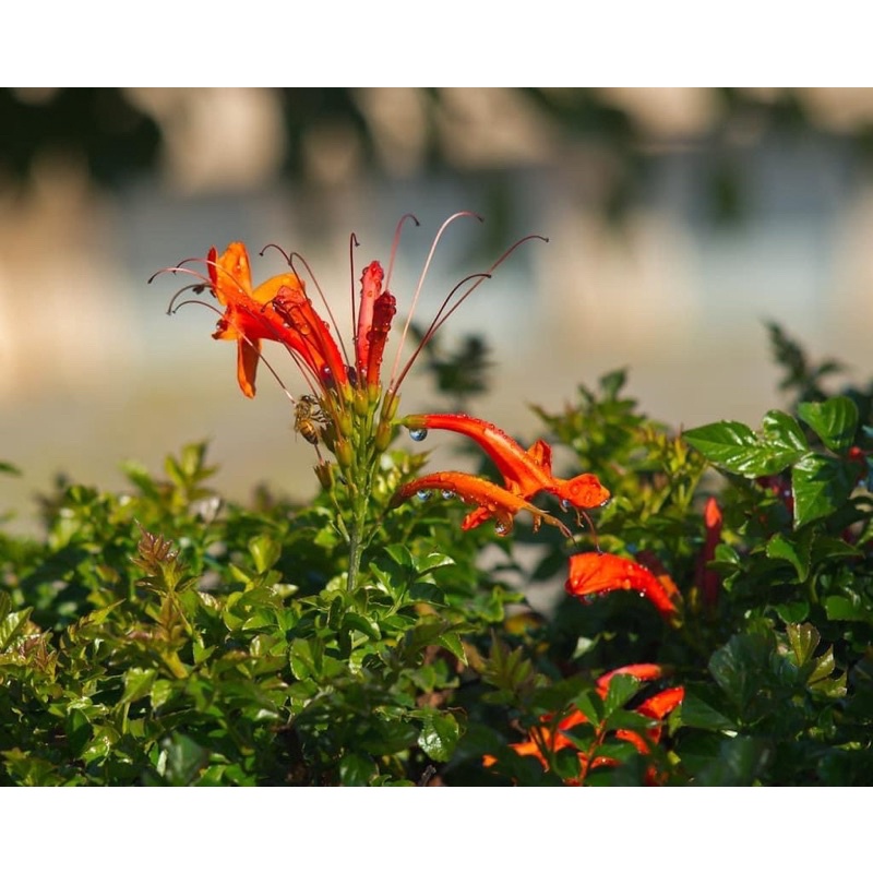 Ống kính MF carl zeiss 135/3.5