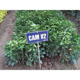 Cây Giống Cam Sành V2