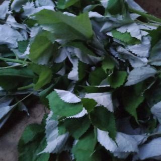 Lá gai khô 500g