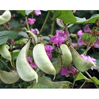 Hạt Giống Đậu Ván Xanh (15 Gr) - [MUA 3 TẶNG 1 CÙNG LOẠI] - Dễ Trồng, Dinh Dưỡng, Năng Suất Cao