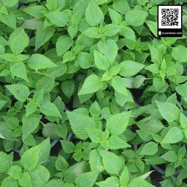 1KG Hạt giống rau kinh giới