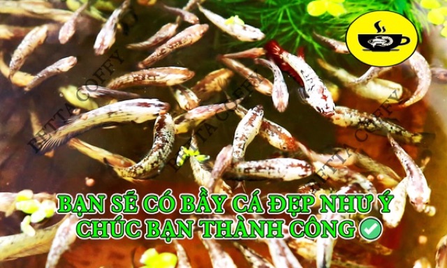 🦐Artemia Mỹ loại 1 - Hủ nhỏ - Thức ăn cá mới đẻ