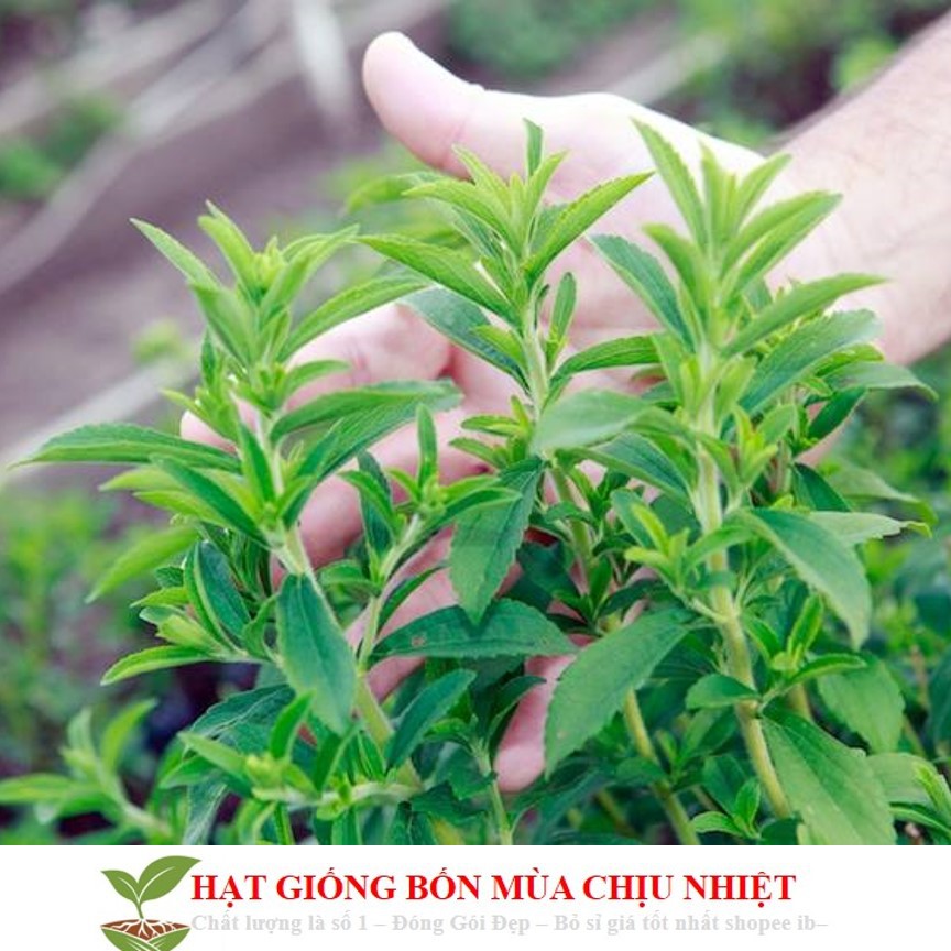 GÓI 30 Hạt Giống Cỏ Ngọt Stevia NẢY MẦM TỐT