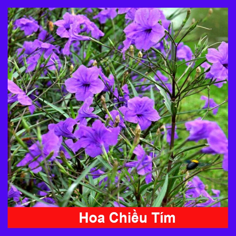 Hoa Chiều Tím - cây cảnh để bàn - caykiengsadec