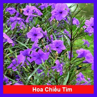 Hoa Chiều Tím - cây cảnh để bàn - caykiengsadec