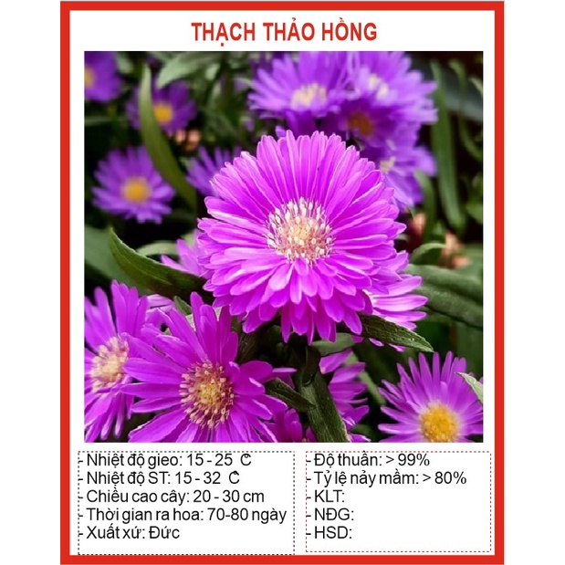 Hạt Giống Hoa Thạch Thảo Hồng Mix 50 Hạt